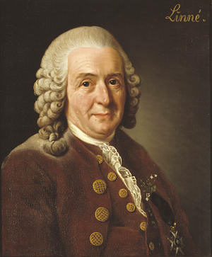 Carolus Linnaeus or Carl von Linné