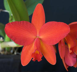 Cattleya (Jinn x milleri) x California Apricot