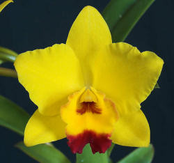 Cattleya Lucky Chance