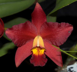 Cattlianthe Chocolate Drop x Rhyncattleanthe Martha Clarke