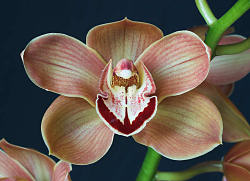 Cymbidium Flaming Orange x One Tree Hill
