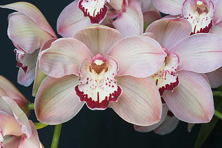 Cymbidium Hypno Beauty, Grand Champion