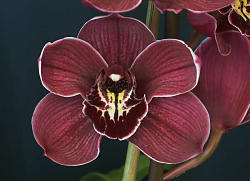 Cymbidium Memoria Ray Dix, Best Export Cymbidium