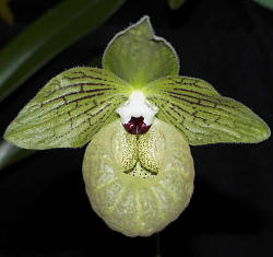 Paphiopedilum malipoense, Best Paphiopedilum & Best Species