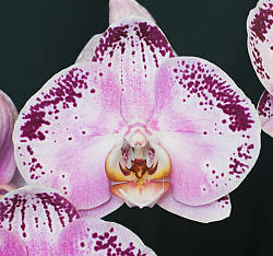 Phalaenopsis Chian Xen Queen, Best Phalaenopsis