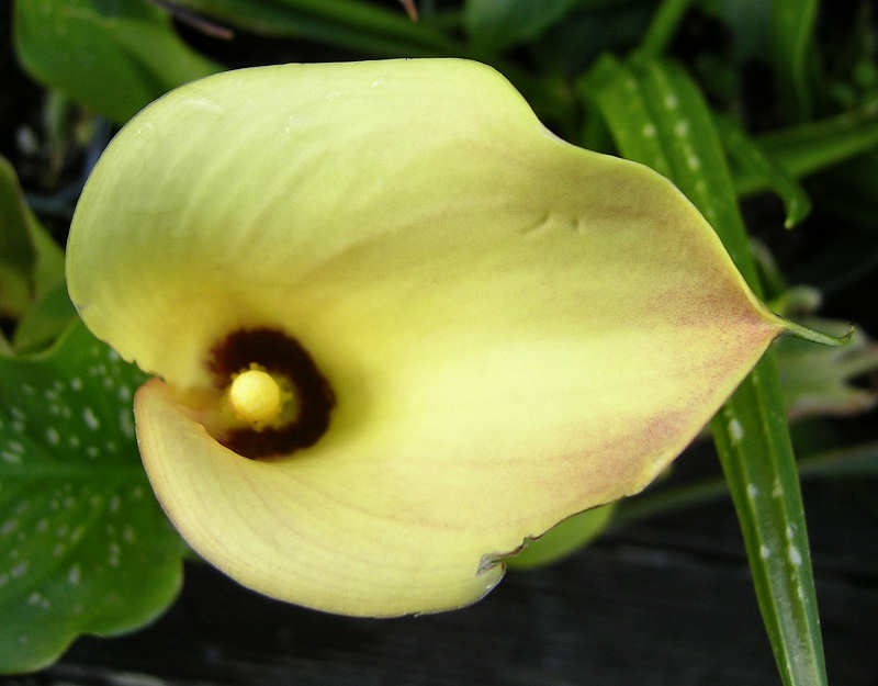 calla lily zantedeschia hybrids yellow clear mountain garden treasures calla lily zantedeschia hybrids yellow clear mountain garden treasures