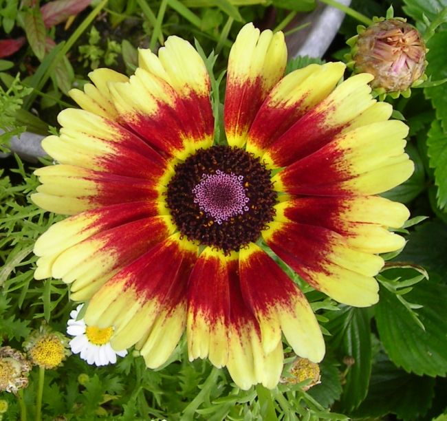 Chrysanthemums Painted Daisy  Carinatum Yellow Red Yellow  Clear 