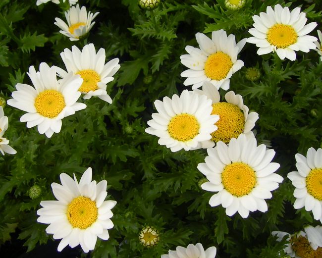 Chrysanthemums Snow Daisy  Bunch  Clear Mountain Garden Treasures
