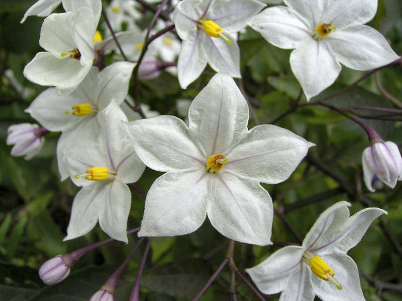 Goto: Potato Vine , Next: Flower , Previous: Flower