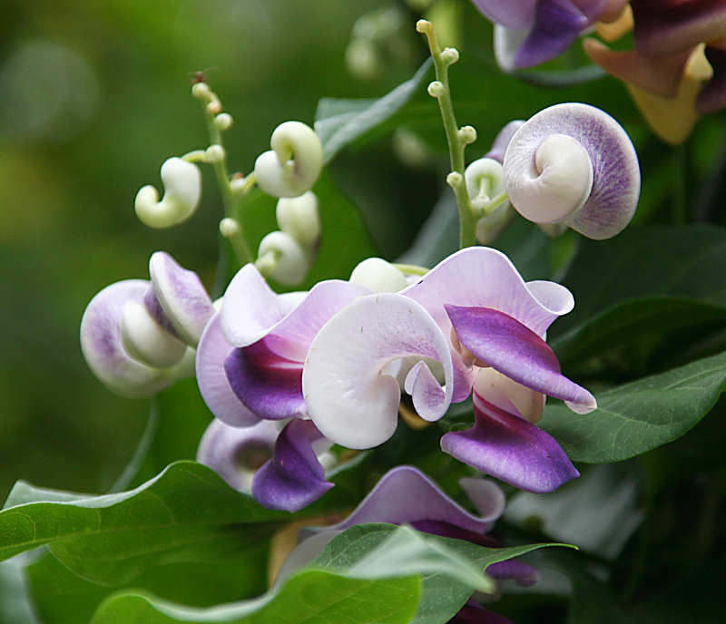 snail vine flowers clear mountain garden treasures snail vine flowers clear mountain garden treasures